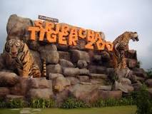 Sriracha Tiger Zoo